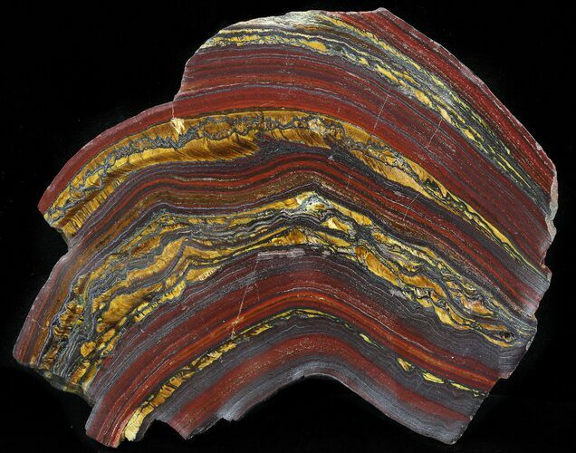 Polished Tiger Iron Stromatolite - ( Billion Years) #42612